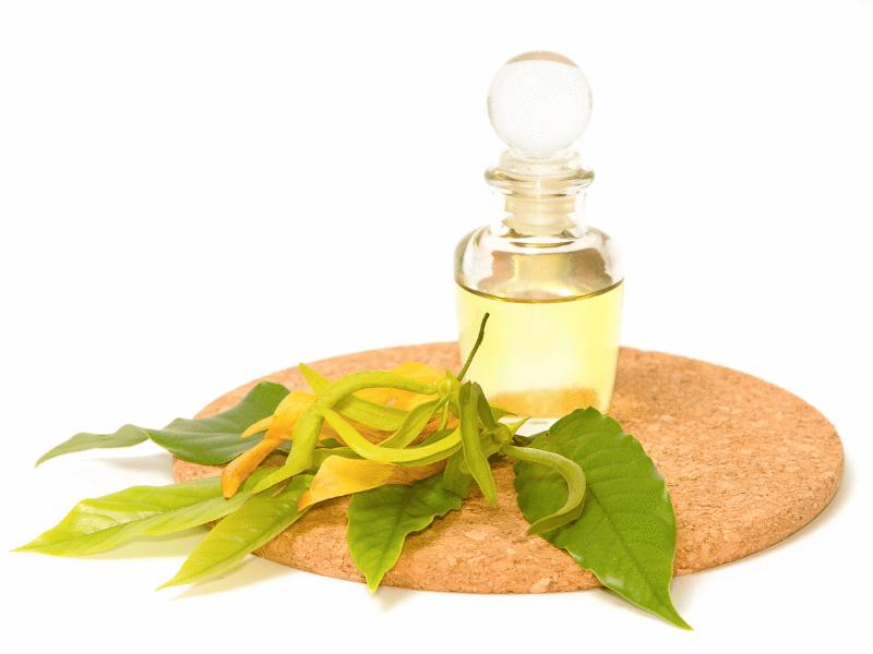 ylang ylang parfum - meineparfums.de